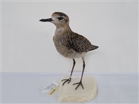 藏品(金斑鴴)的圖片